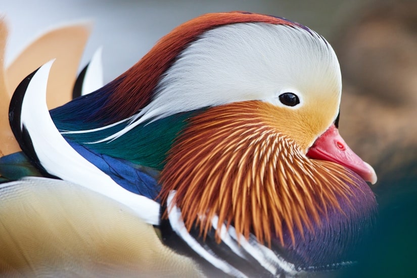 Mandarin Duck